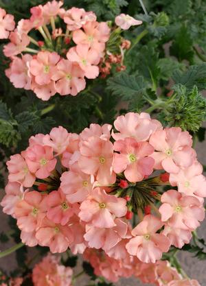 Verbena hybrida Lanai &lsquo;Peach&rsquo; Verbena from Sedan Floral