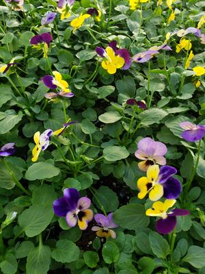 Image of Viola companion vegetables image 4
