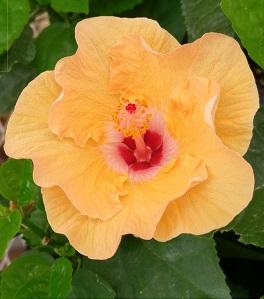 Hibiscus Rosa Sinensis Tradewinds Mandarin Wind Tropical Hibiscus From Sedan Floral