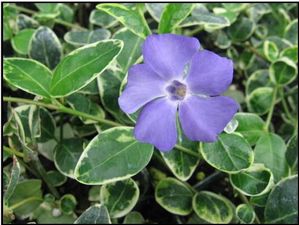 vinca periwinkle shugert