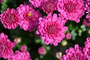 Chrysanthemum Danielle 'Purple' Mum from Sedan Floral