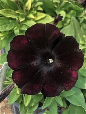 Black Magic Petunia From Sedan Fl