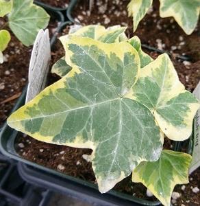 Gold Child English Ivy - Hardy Groundcover/House Plant - Sun or Shade - 4  Pot - Hirt's Gardens