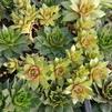 Sempervivum tectorum Hardy Species 'Mix'