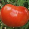Vegetable Tomato 'Supersteak'