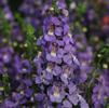 Angelonia angustifolia Serena 'Blue'