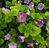 Bacopa Sutera cordata Scopia 'Gulliver Blue'