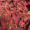 Sun Coleus