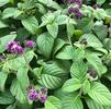 Heliotropium arborescens 'Fragrant Delight'