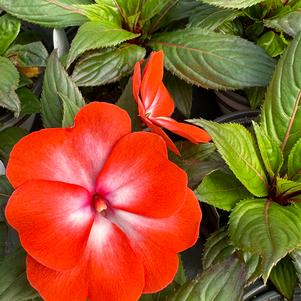 Impatiens New Guinea Impatiens hawkerii Paradise 'Select Orange Splash'