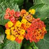 Lantana