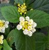 Lantana