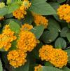 Lantana