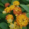 Lantana