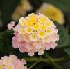 Lantana camara Lucky 'Lavender'