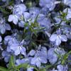 Upright Lobelia