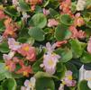 Begonia semperflorens-cultorum 'Ambassador Mix'