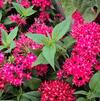 Pentas lanceolata Graffiti 'Lipstick'