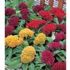 Celosia plumosa Armor 'Mix'