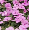 Impatiens