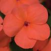 Impatiens