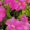 Petunia hybrida Tritunia 'Pink'