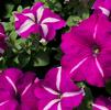 Single Grandiflora Petunia