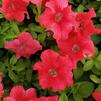 Petunia hybrida Tritunia 'Red'