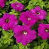 Petunia hybrida Tritunia 'Violet'