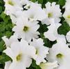 Petunia hybrida Tritunia 'White'