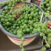 Succulent Senecio 'String of Pearls'