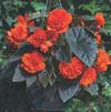 Begonia tuberhybrida Go-Go 'Orange'