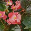 Begonia