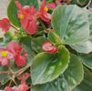 Begonia hybrida Big 'Green Leaf Red'