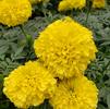 Marigold Tagetes erecta Inca 'Yellow'