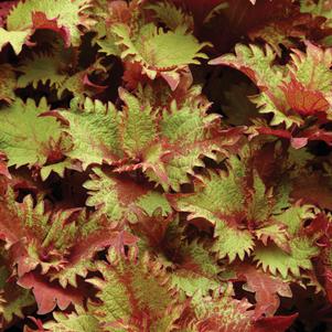 Coleus 'Henna'