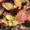 Sun Coleus