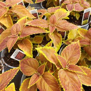 Coleus 'Ruby Slipper'