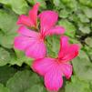 Geranium Pelargonium interspecific Caliente 'Coral'