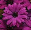 Osteospermum ecklonis Akila 'Purple'