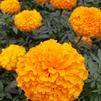 Marigold Tagetes erecta Inca 'Deep Orange II'