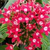 Pentas lanceolata Graffiti 'Bright Red'