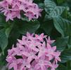 Pentas lanceolata Graffiti 'True Pink'