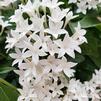 Pentas lanceolata Graffiti 'White'