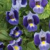 Torenia Moon 'Indigo Blue'