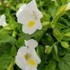 Torenia Moon 'White'