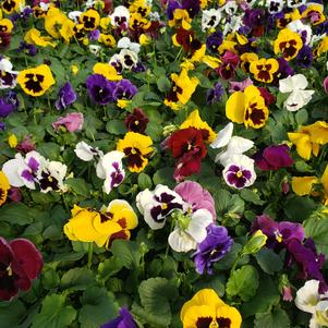 Pansy Viola wittrockiana Colossus 'Blotch Mix'