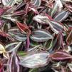 Wandering Jew Tradescantia zebrina 'Red'