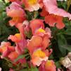 Snapdragon Antirrhinum majus Snapshot 'Orange'