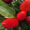 Ornamental Pepper Capsicum annuum Mambo 'Purple Orange'